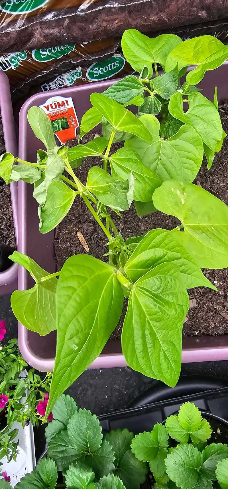Time Planting Around Your First Frost