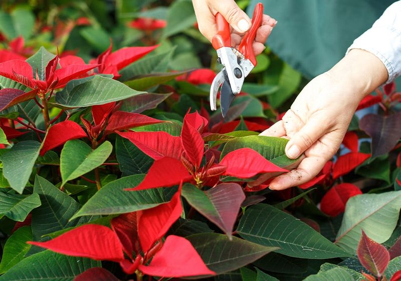 Time Pruning Right For Better Winter Color Time Pruning Right For Better Winter Color