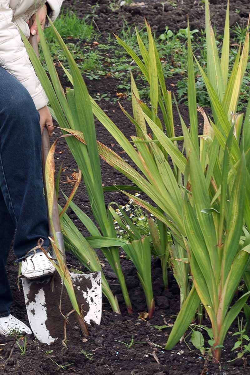 Time The Dig With The Foliage And The Forecast