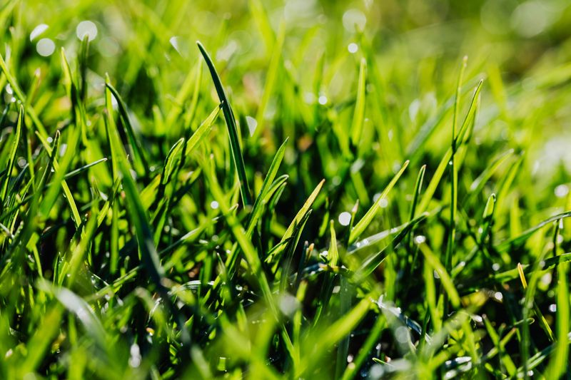Time The Last Nitrogen Feeding Of The Season Time The Last Nitrogen Feeding Of The Season