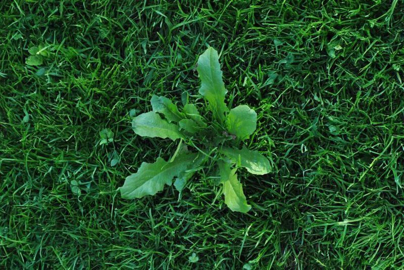 Time Weed Control Around Overseeding Time Weed Control Around Overseeding