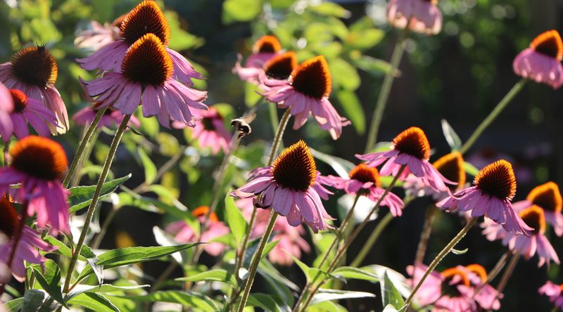 Time Your Arizona Fall Planting Right