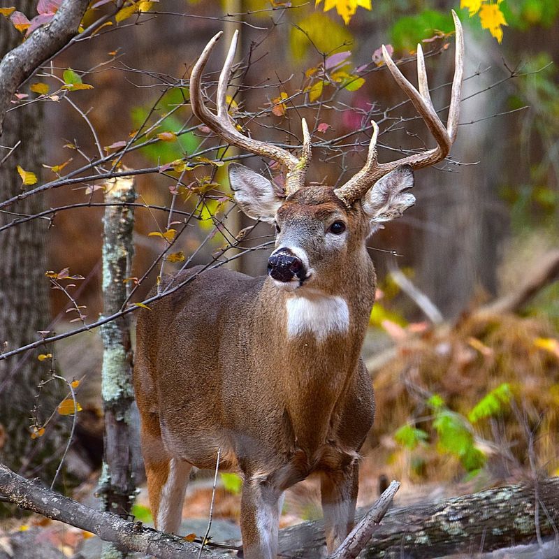Time Your Defenses To The Rut Calendar