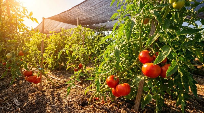 Time Your Planting And Pick Heat-Tough Varieties