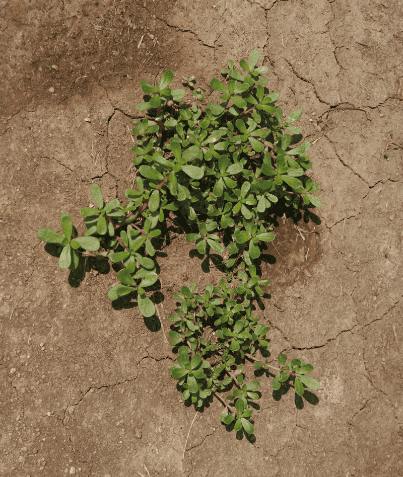 Time and manage an edible patch for the low desert Time and manage an edible patch for the low desert