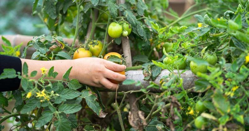 Timely Arizona Tomato Harvesting Timely Arizona Tomato Harvesting