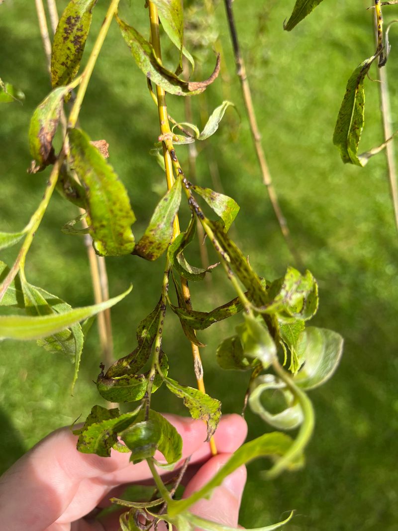 Timing Clues That Separate Thirst From Fungus