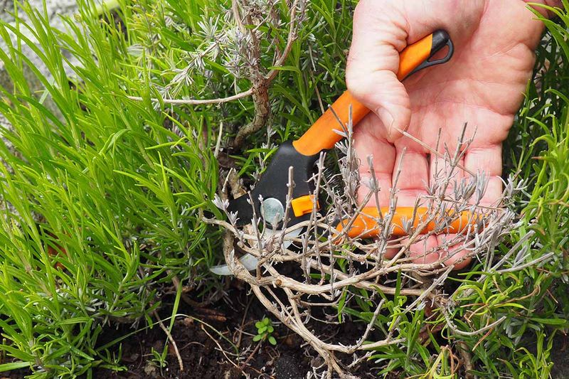 Timing Matters More Than Hard Pruning Timing Matters More Than Hard Pruning