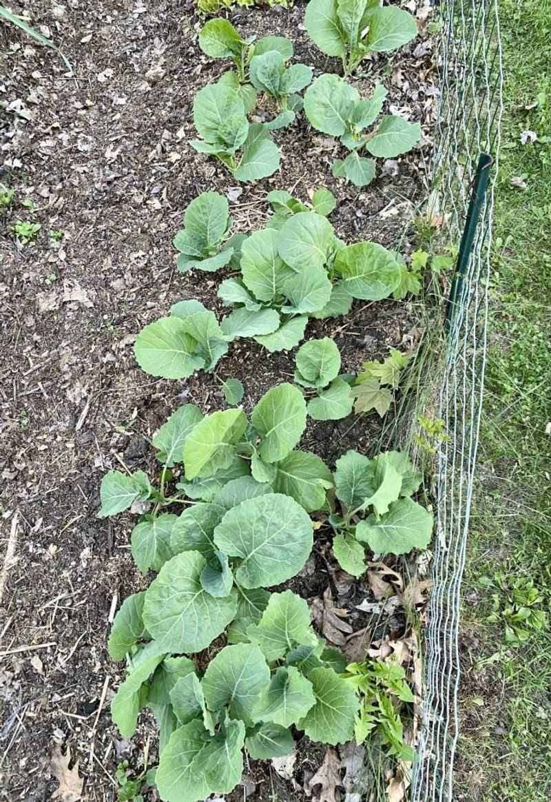 Timing Matters More Than Using More Fertilizer