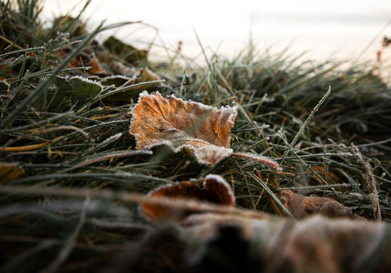 Timing The Window Between First Frost And Frozen Ground