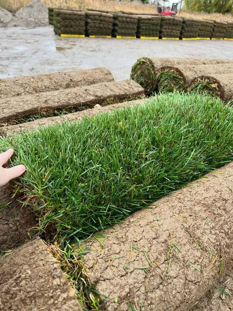 Timing Your Seeding For Maximum Fall Growth
