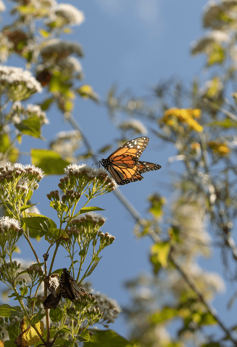 Timing Your Visit For Peak Wings