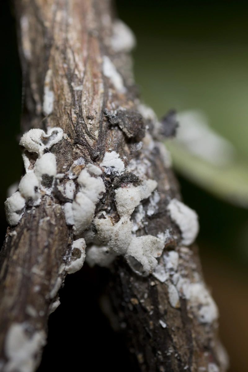 Tiny Bark Bugs Spreading Across Texas Trees