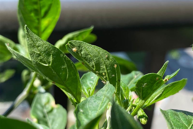 Tiny Bugs Could Be Hiding Underneath Tiny Bugs Could Be Hiding Underneath