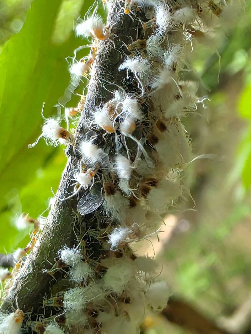 Tiny Bugs Wearing Waxy Coats