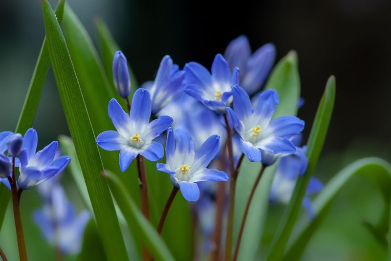 Tiny Bulbs Create An Unexpected Color Show