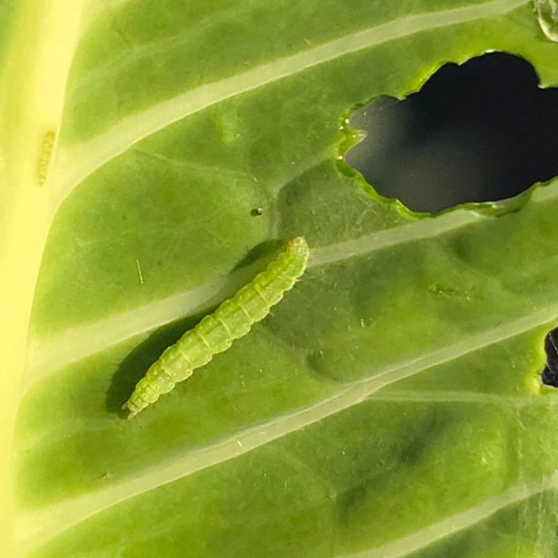 Tiny Caterpillars Chew Small Holes Too