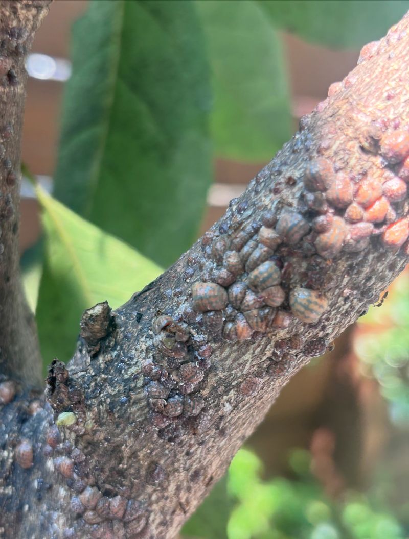 Tiny Crawlers In The September Window