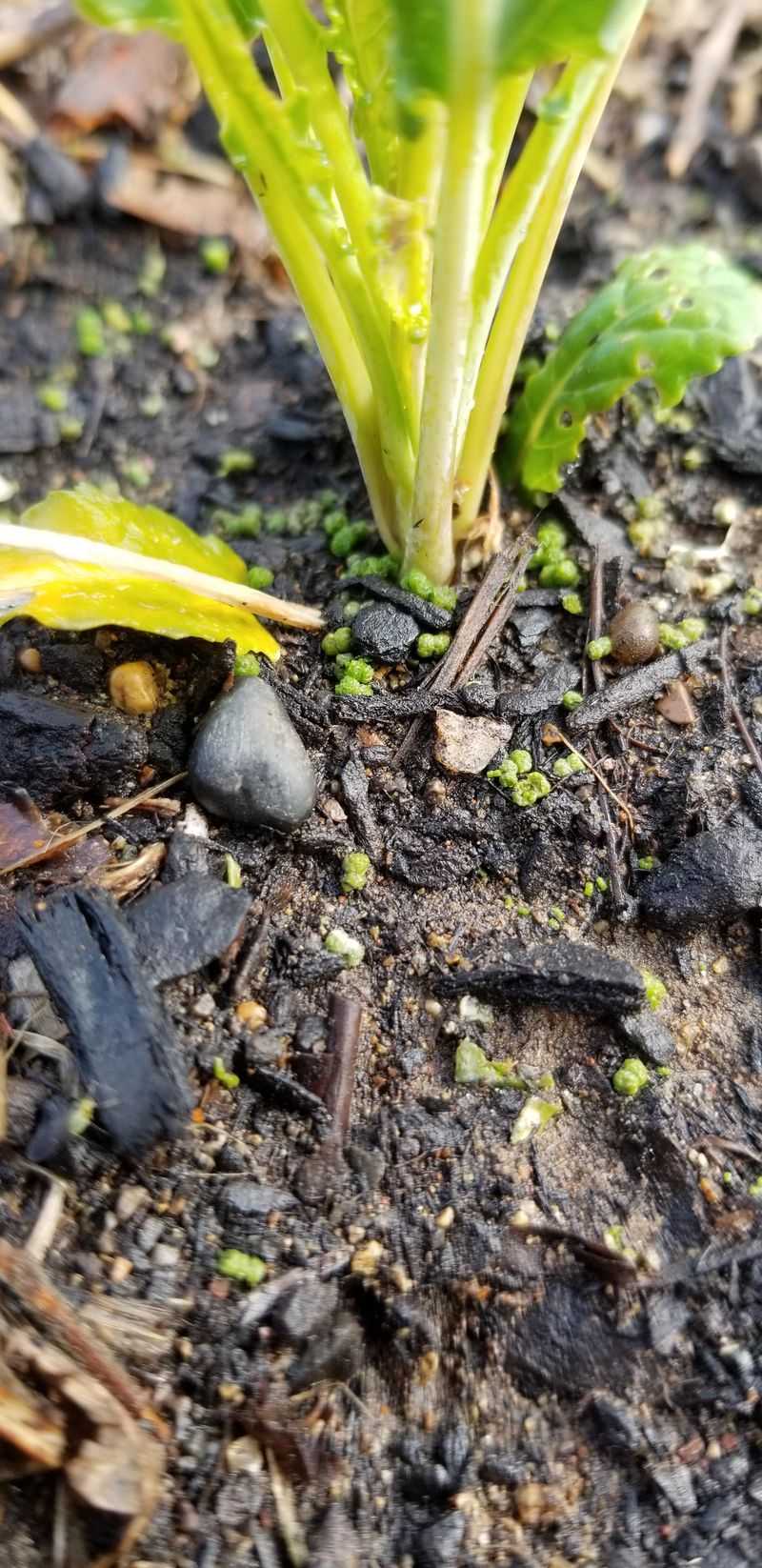 Tiny Dark Pellets Scattered On Leaves And Soil