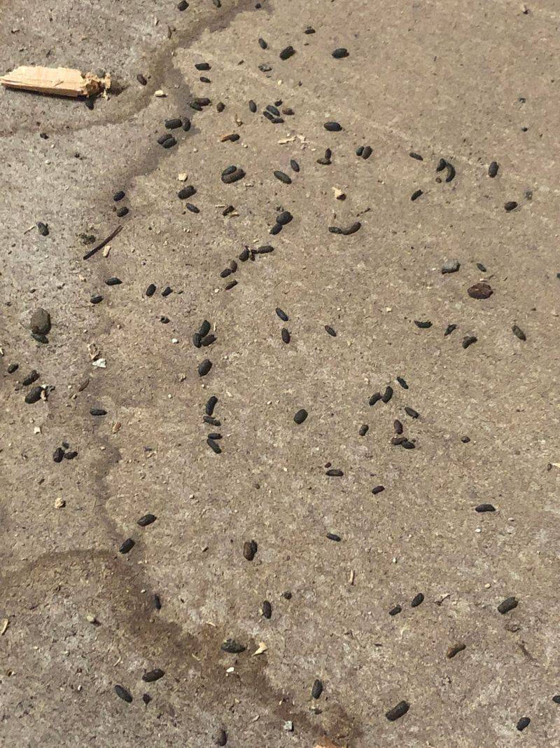 Tiny Droppings That Tell A Big Story