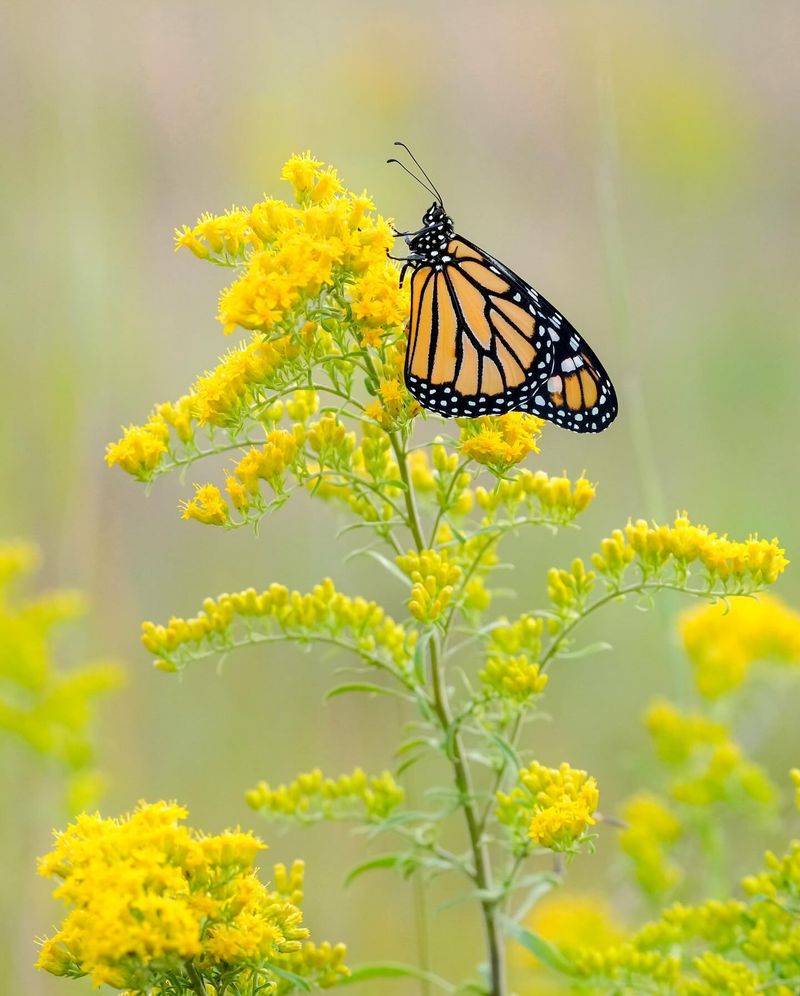 Tiny Flowers Provide Nectar For Hungry Butterflies Tiny Flowers Provide Nectar For Hungry Butterflies