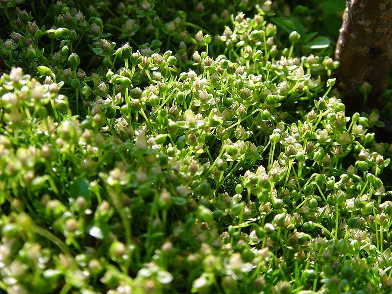 Tiny Flowers Reveal The True Identity