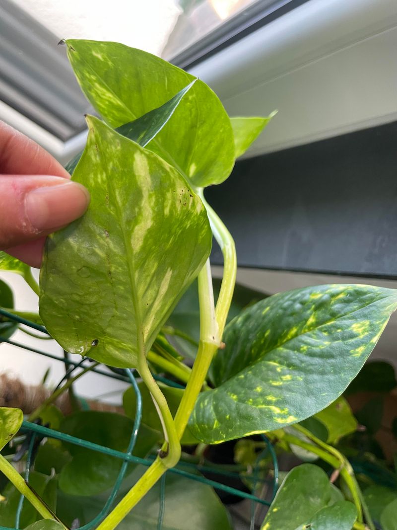 Tiny Pests Are Sipping The Sap