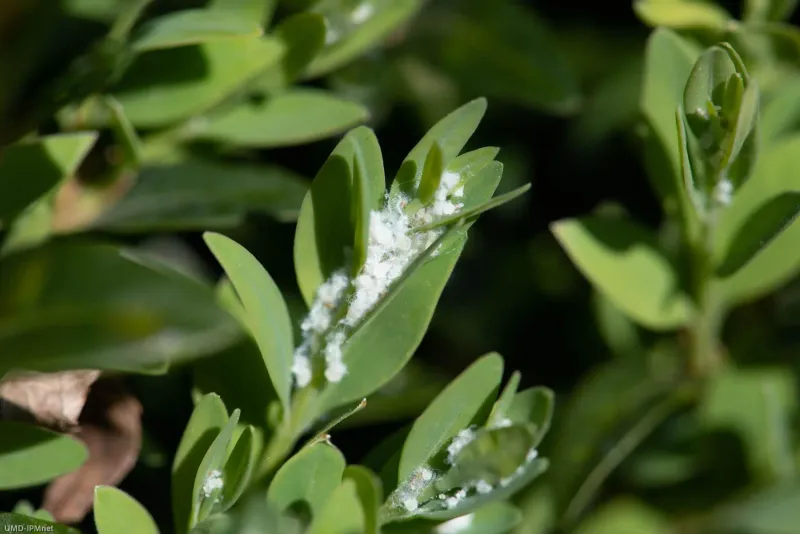 Tiny Pests Can Be Behind Those Changing Leaves