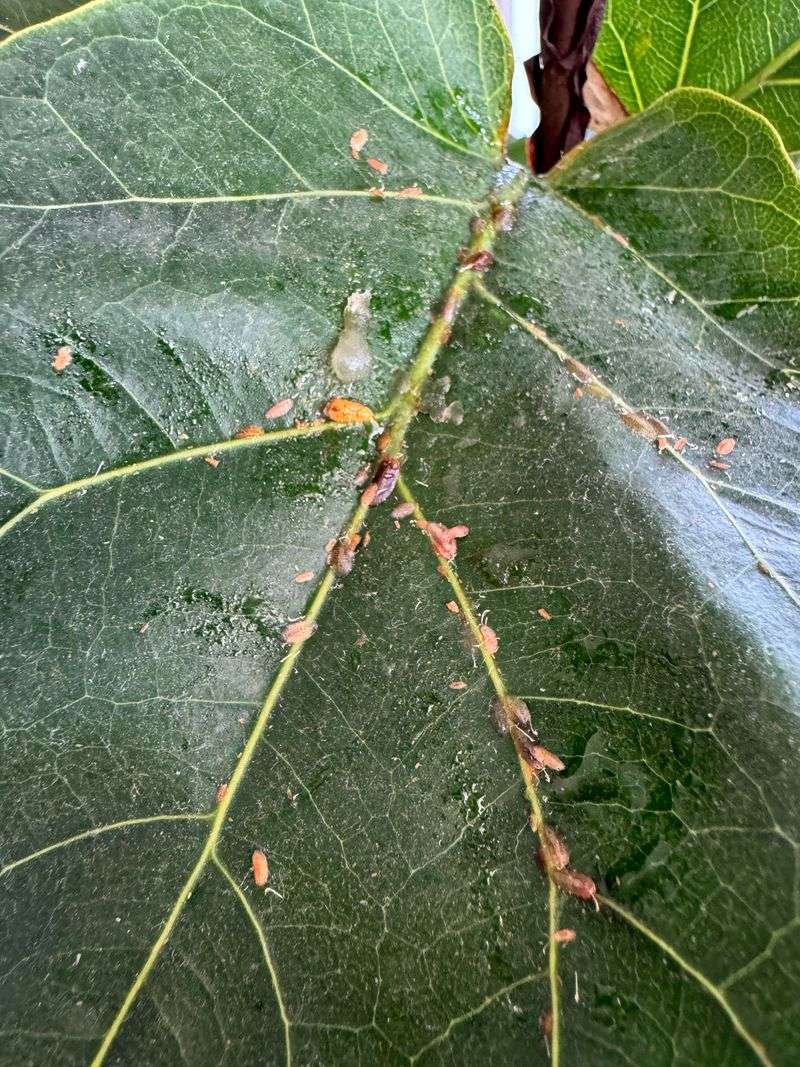 Tiny Pests Feed On Leaves Tiny Pests Feed On Leaves