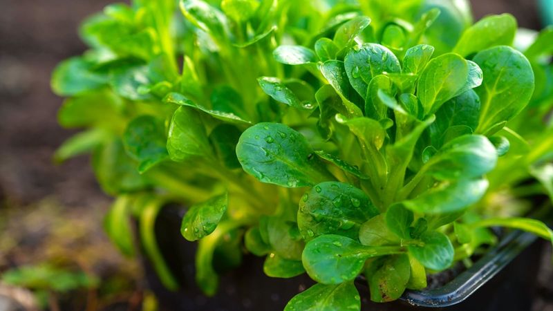 Tiny Plants That Fit Almost Anywhere Tiny Plants That Fit Almost Anywhere