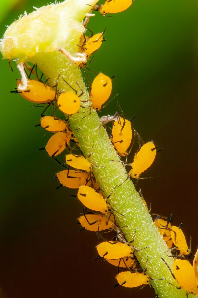 Tiny Sap Sippers Working The Undersides Tiny Sap Sippers Working The Undersides