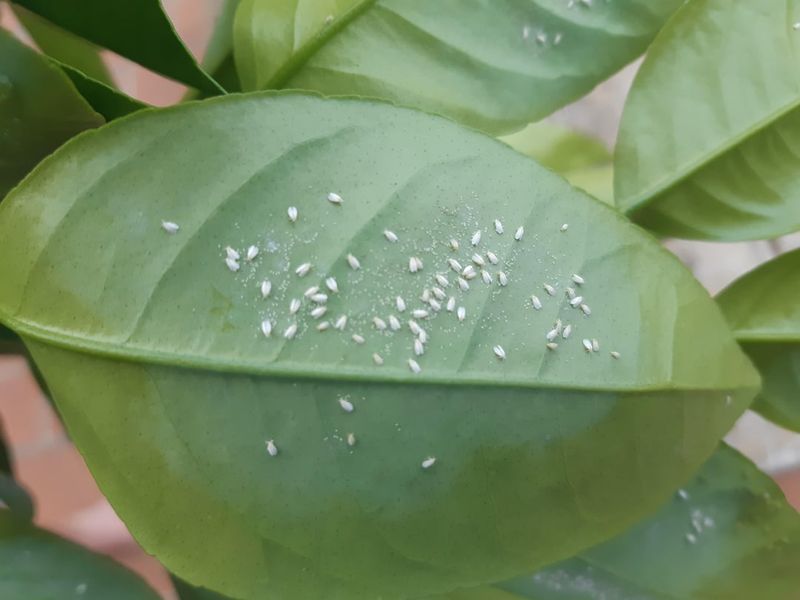 Tiny Sap Suckers Are Draining Leaves From Underneath