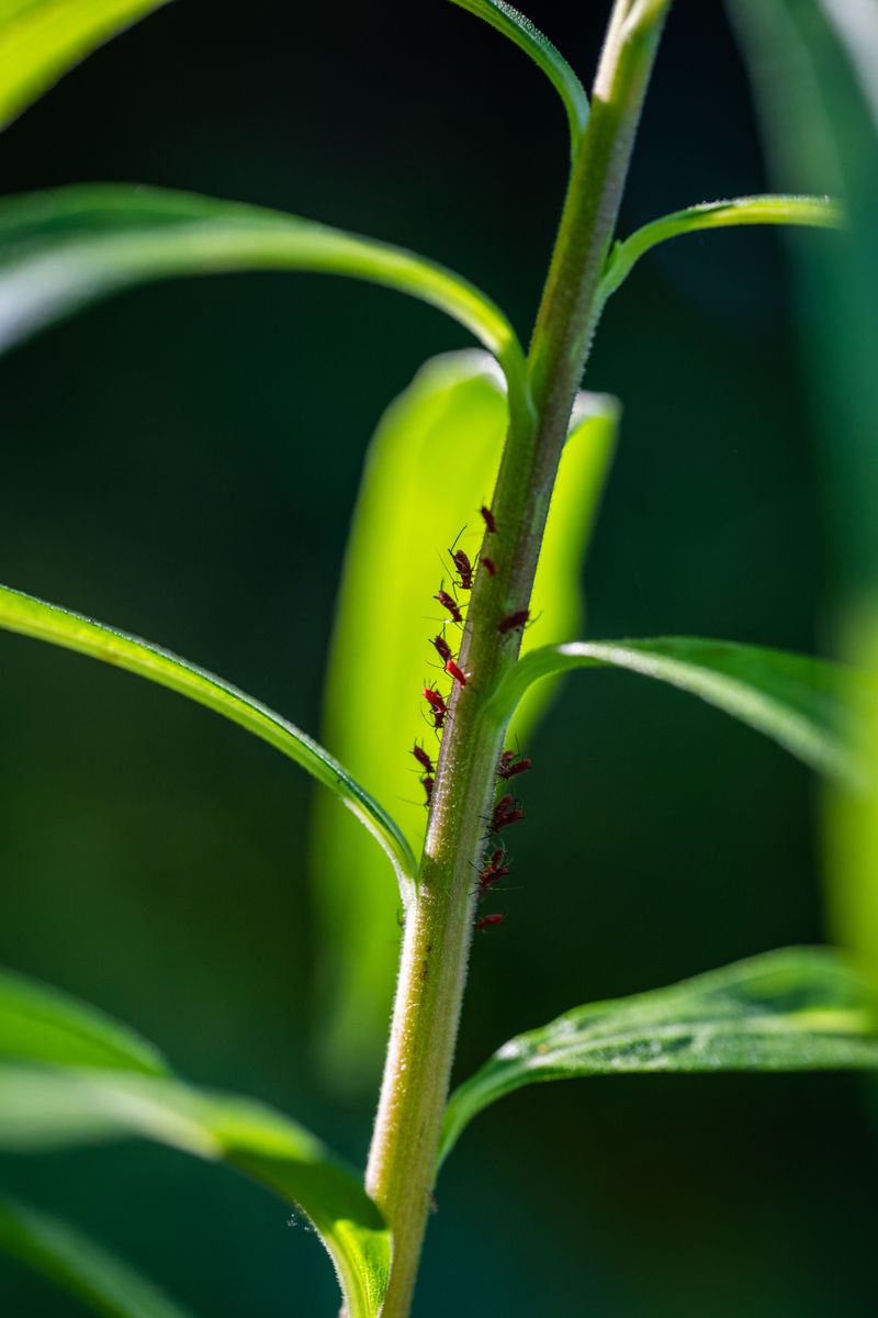 Tiny Sap Suckers Working The Undersides