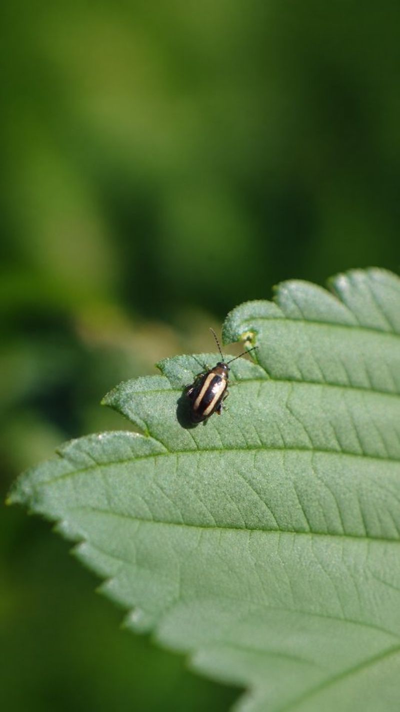 Tiny Shot Holes Can Point To Flea Beetles