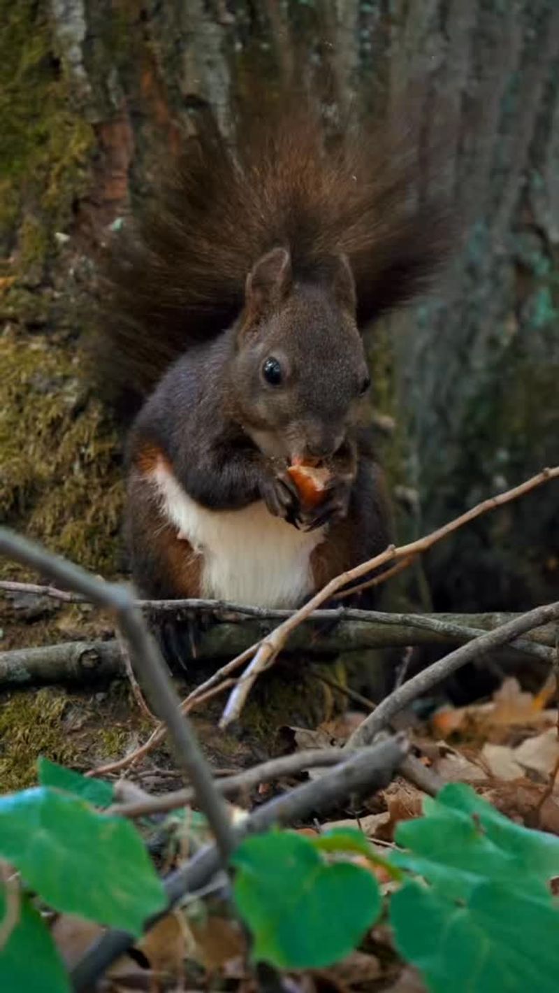 Tiny Tree Planters Shaping Ohio Forests