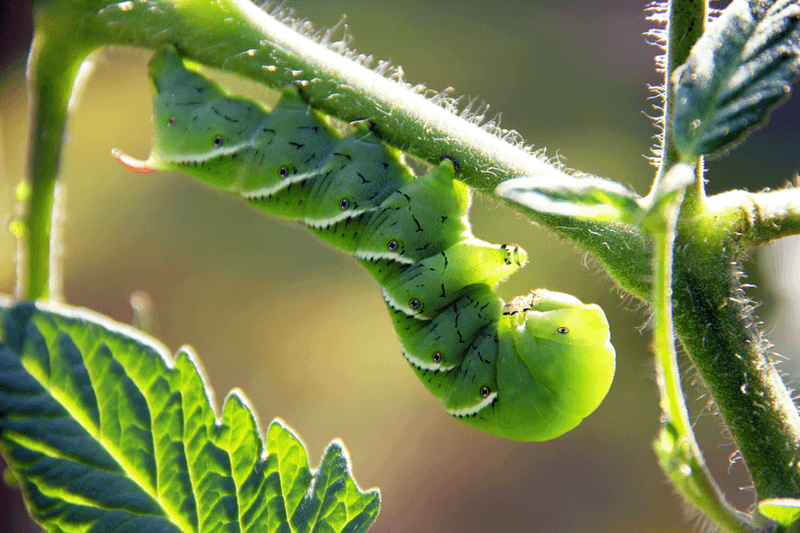 Tiny Wasps Are Already Fighting On Your Side Tiny Wasps Are Already Fighting On Your Side