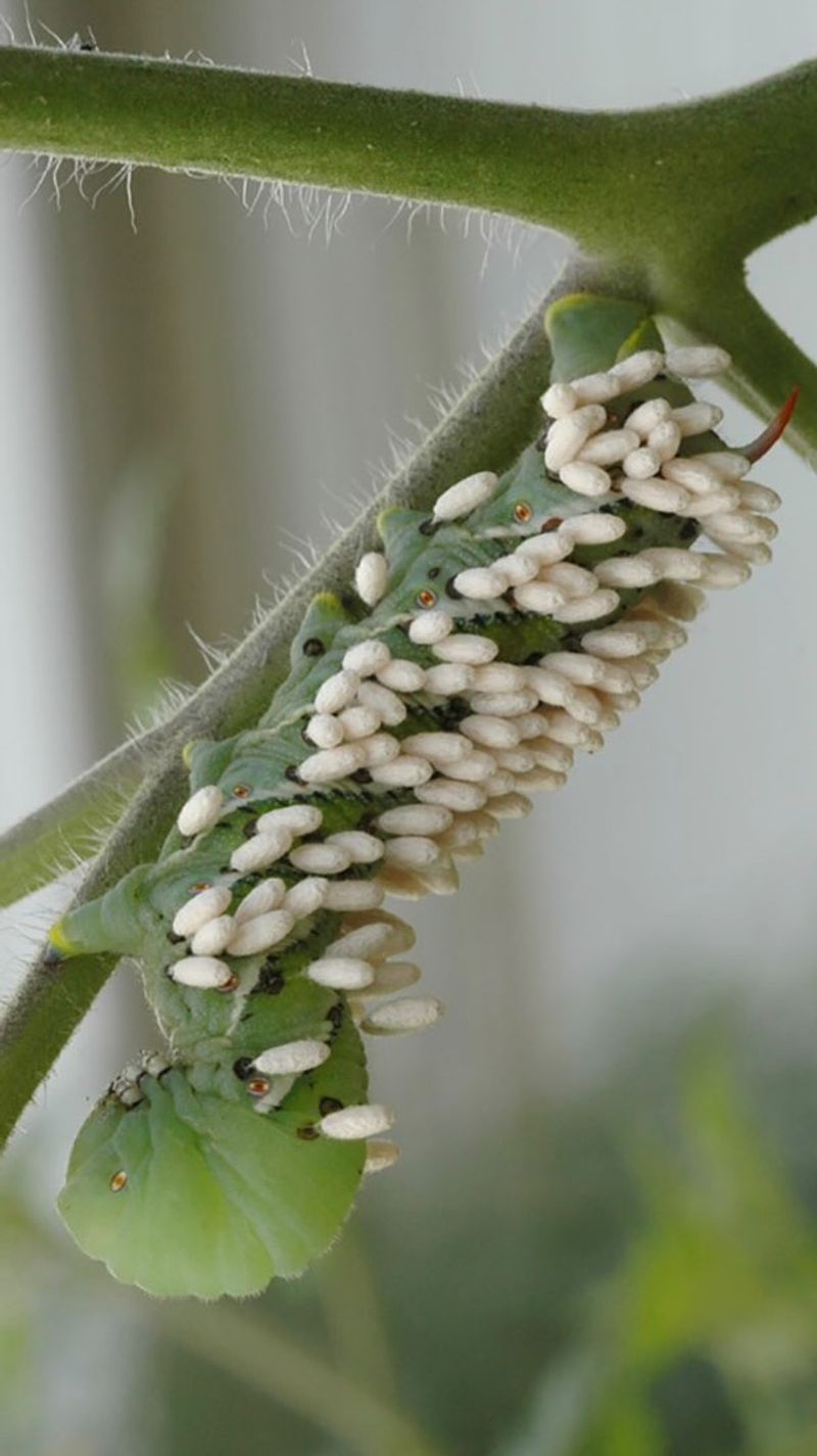 Tiny White Cocoons And The Helpers Inside Them