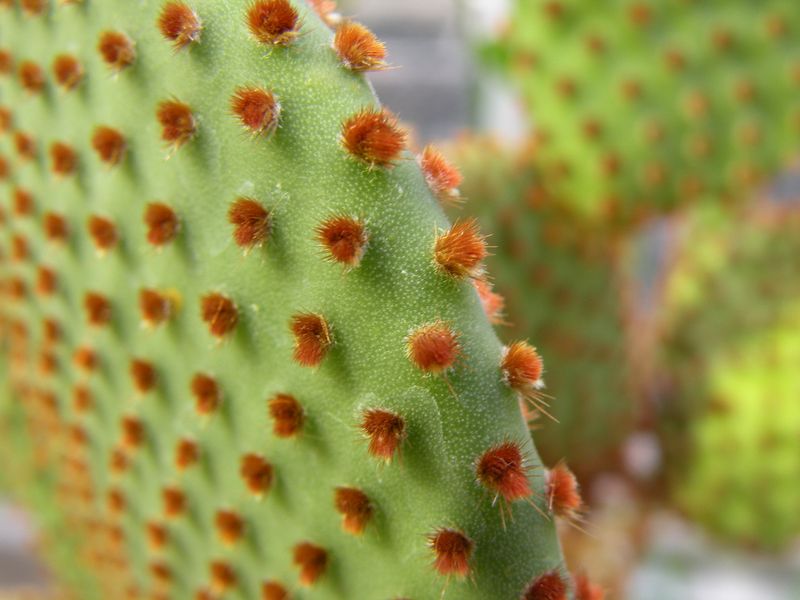 Tiny glochids create the contact hazard Tiny glochids create the contact hazard