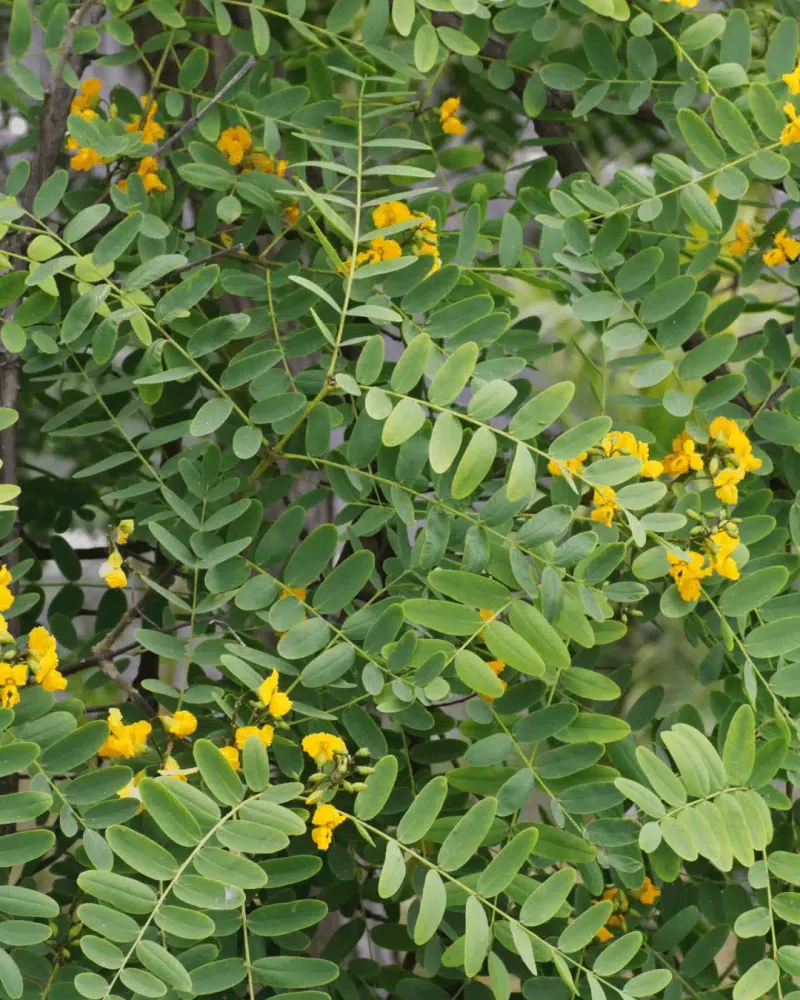 Tipu Tree Tipu Tree