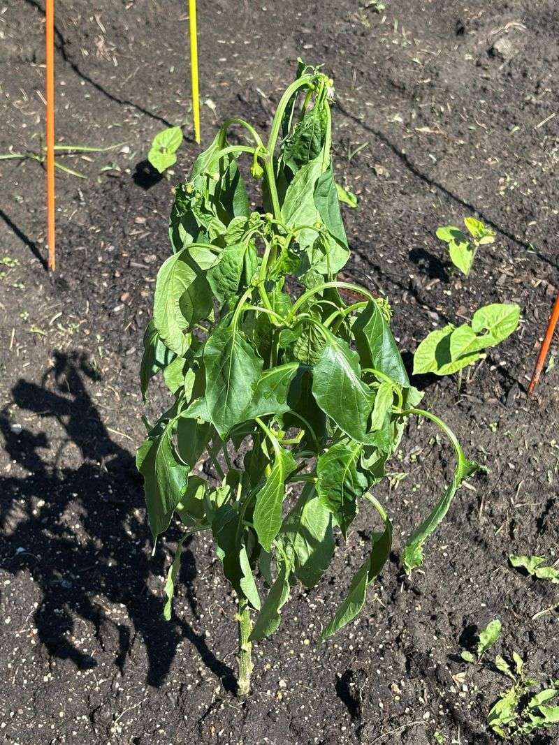 Soil Nutrients Run Thin By September