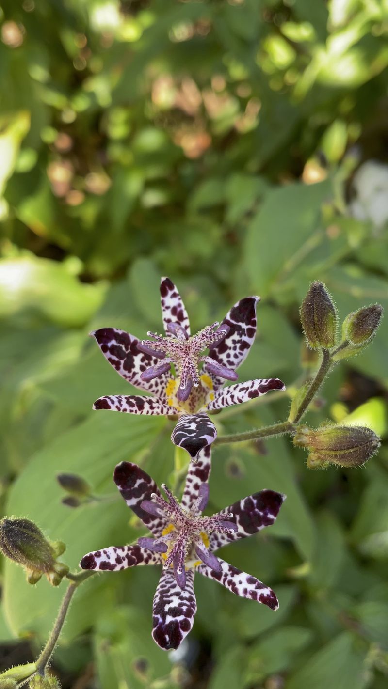 Toad Lilies Bloom When Many Gardens Are Fading