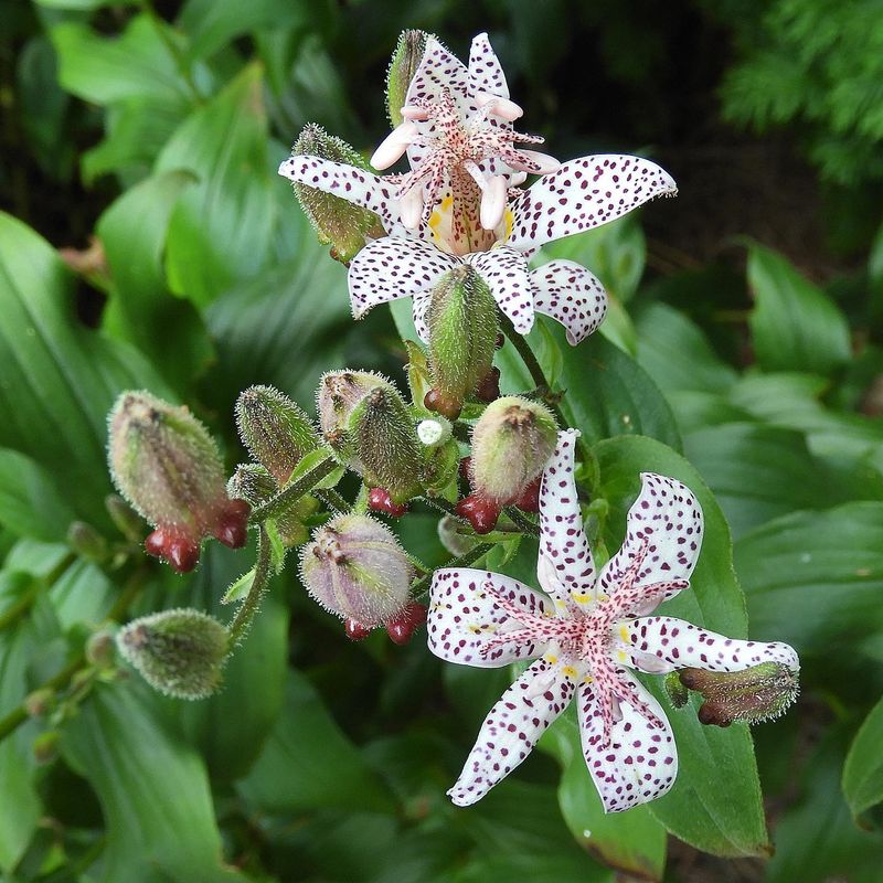 Toad Lilies Hide Tiny Orchid Look-Alikes
