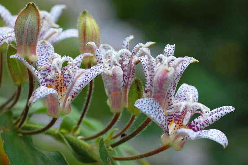 Toad Lily 