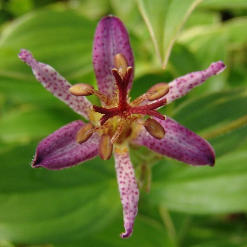Toad Lily Rewards A Shaded Damp Corner