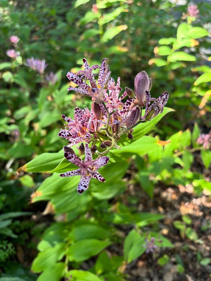 Toad Lily