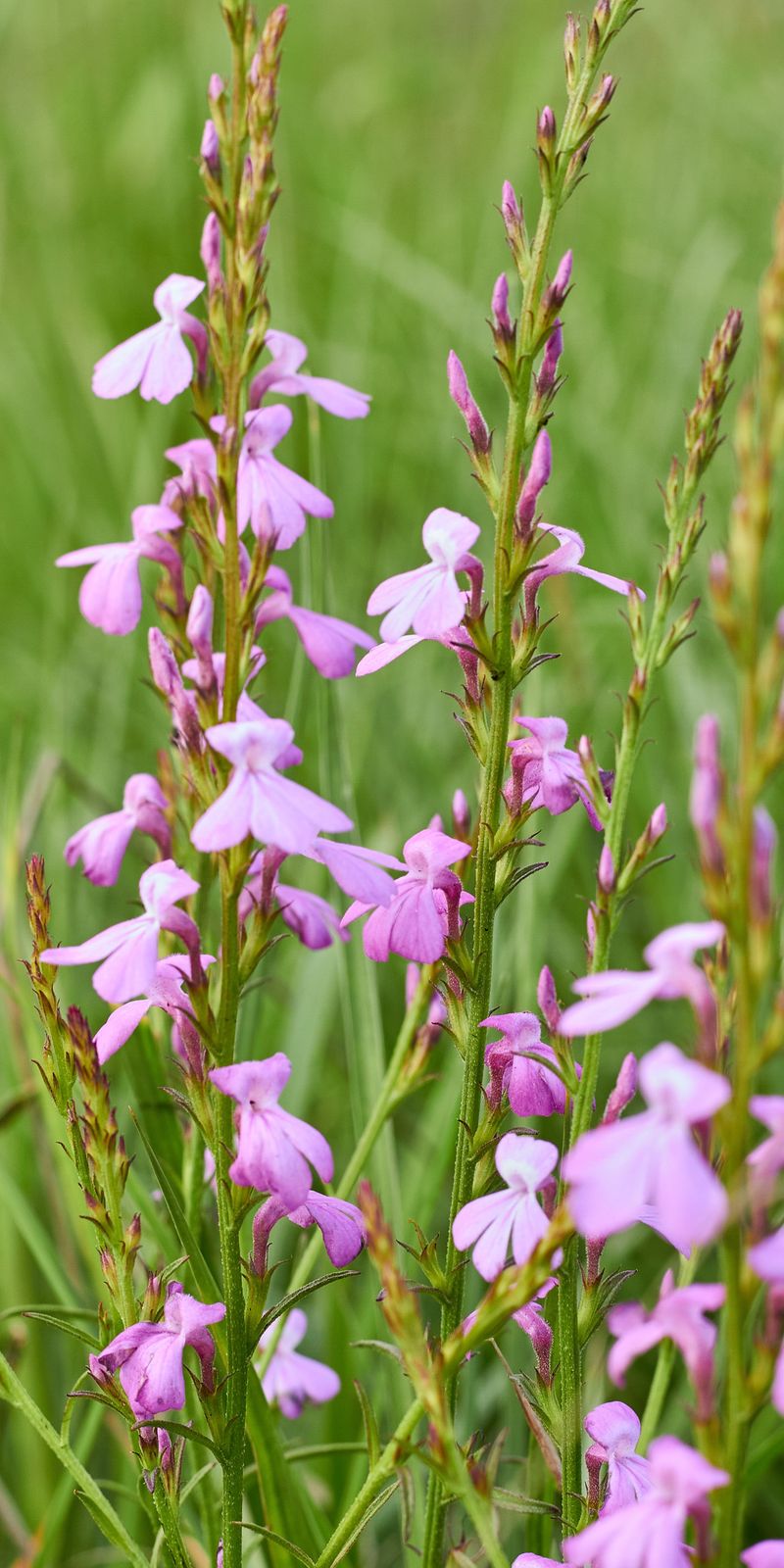 Toadflax For Candy Colored Charm