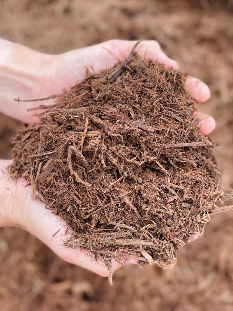 Today's Bagged Cypress May Not Match Old Heartwood For Durability Today's Bagged Cypress May Not Match Old Heartwood For Durability