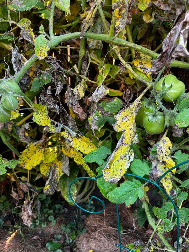 Tomato Vines With Blight