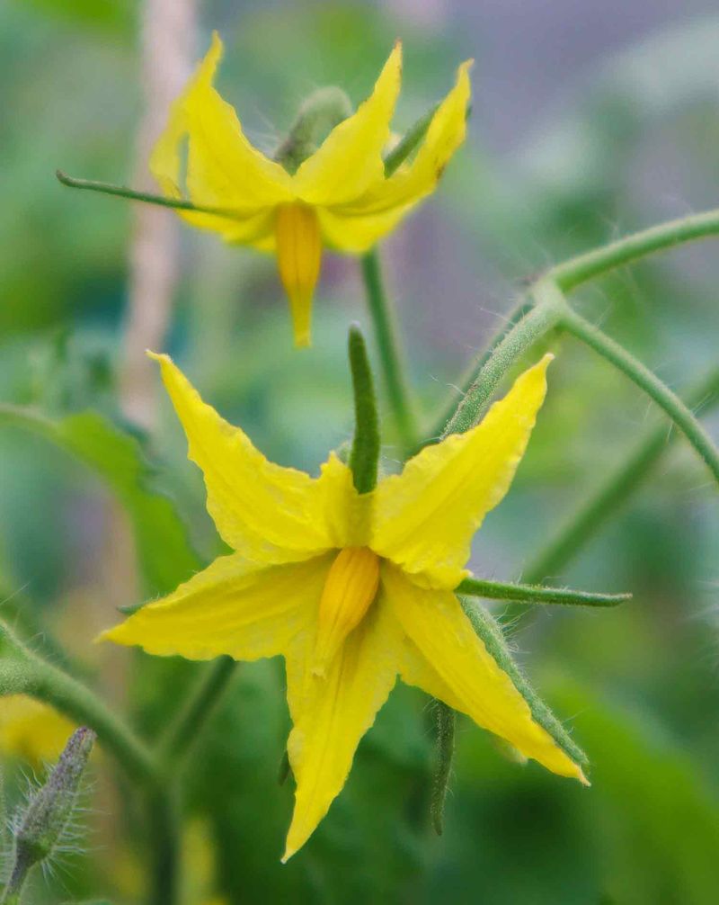 Tomato flowers can pollinate themselves