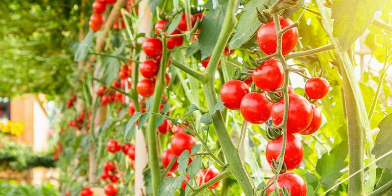 Tomatoes